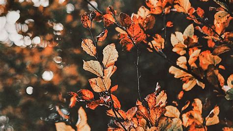 aesthetic fall photos|fall background images aesthetic.